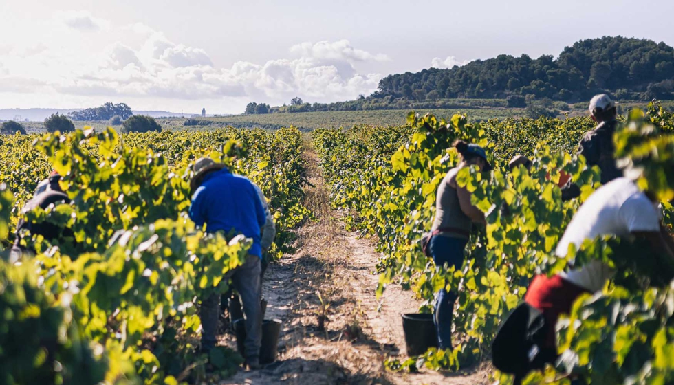 En el caso de la produccin destinada a Cavas de Guarda Superior el mximo permitido por hectrea es habitualmente de 10.000 kilos. Foto: Do Cava...