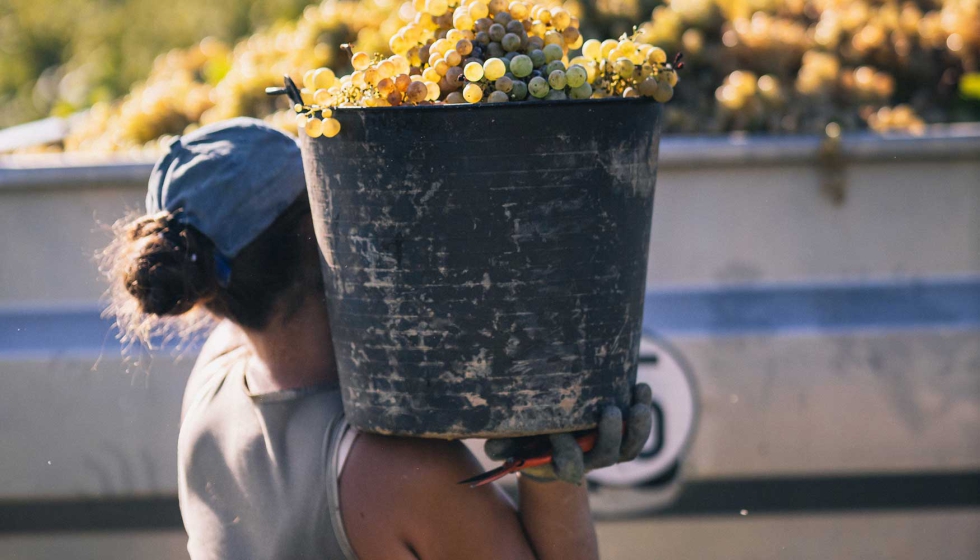 Para los Cavas de Guarda Superior Paraje Calificado, la produccin por hectrea es de 8.000 kilos. Foto: DO Cava