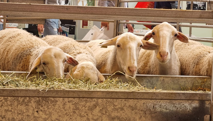 Ovejas en una feria ganadera