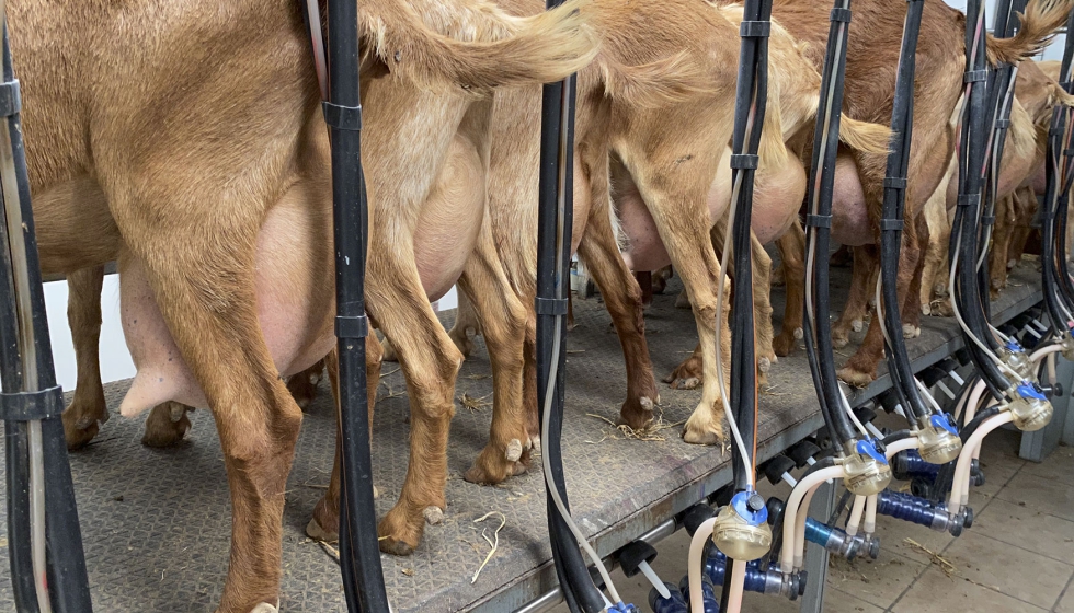 Ordeo de cabras de raza Malaguea
