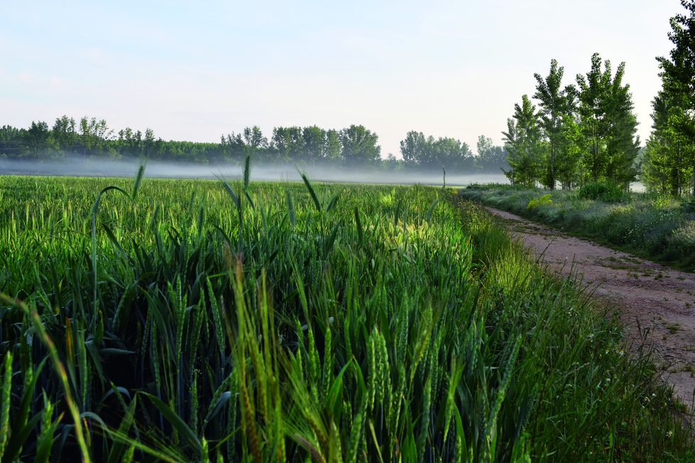 El cereal ocupa ms de 1,9 millones de hectreas en Castilla y Len y el maz alcanza las 120.000 en este ao 2022...