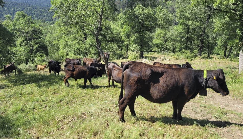 Vacas de la explotacin de Sora (Barcelona) con los collares de geolocalizacin