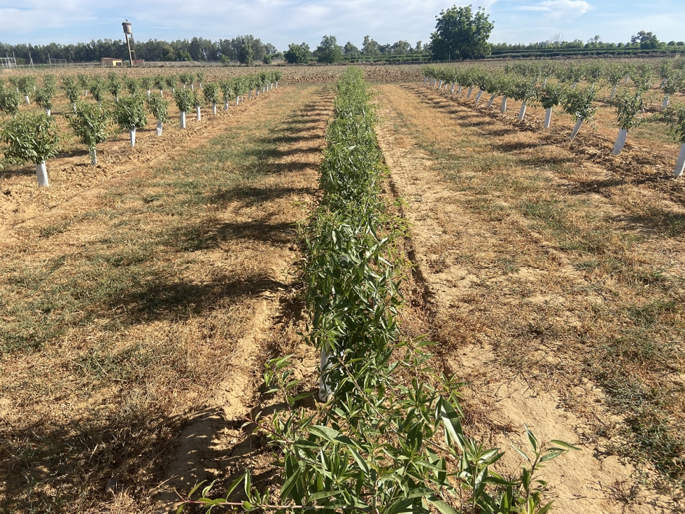 Almendro en seto en secano en Extremadura a los 10 meses de su plantacin