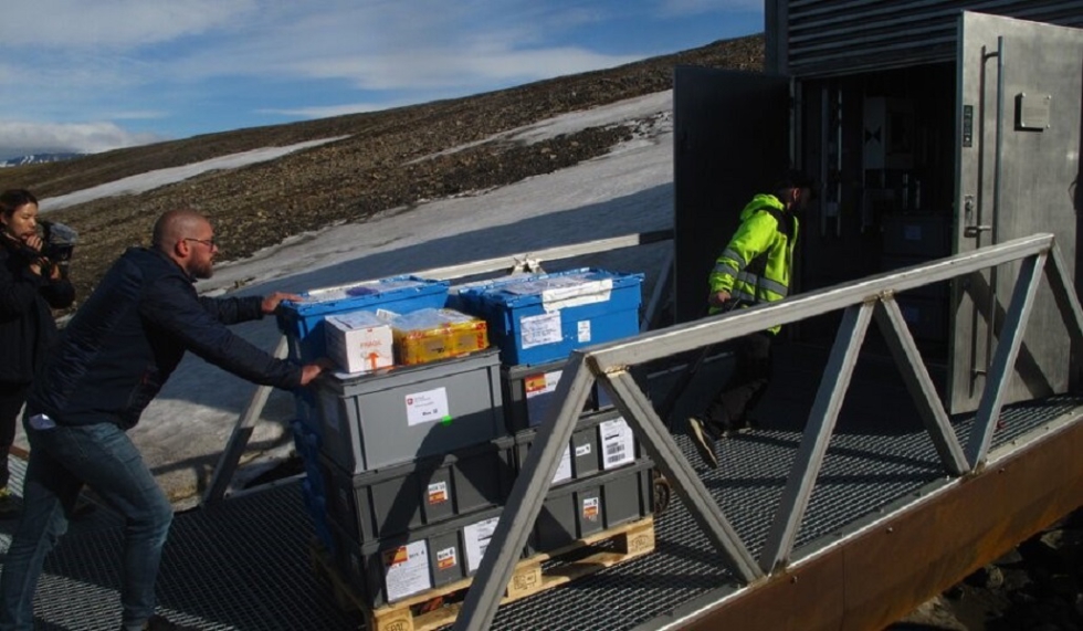 Cajas con semillas ingresando a la Bveda Global de Semillas de Svalbard el 9 de junio de 2022. / NordGen