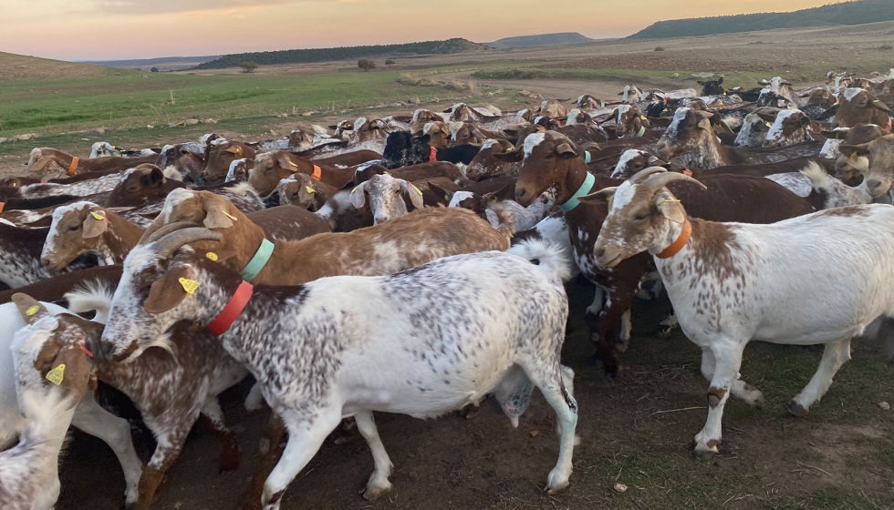 Animales de la ganadera FJ de Alfaro (La Rioja), de la que proceden los ejemplares enviados al pas heleno