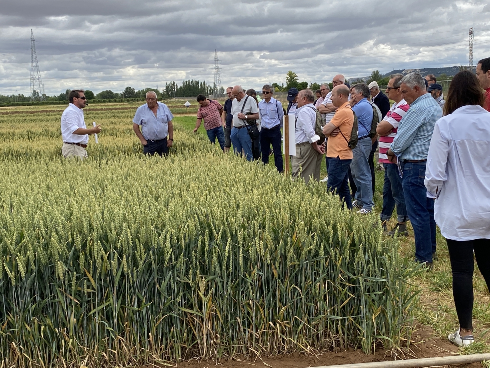 Miguel Gonzlez informando a los agricultores sobre los resultados en una parcela de trigo