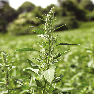 Cenizo, (Chenopodium album), una mala hierba que daa a diversos cultivos. Foto: Bayer CropScience