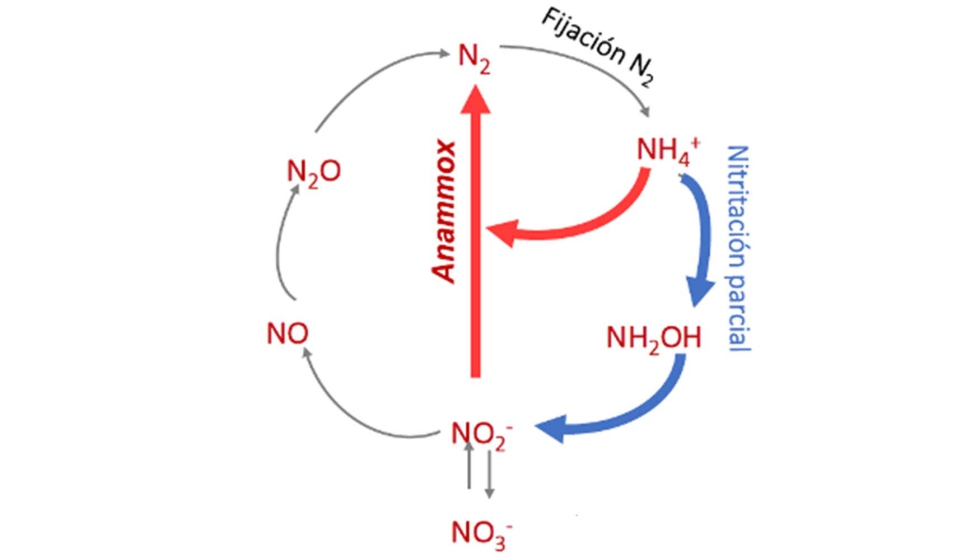 Figura 1. Ciclo natural del nitrgeno, destacadas en azul y roja las etapas de la tecnologa Niparmox