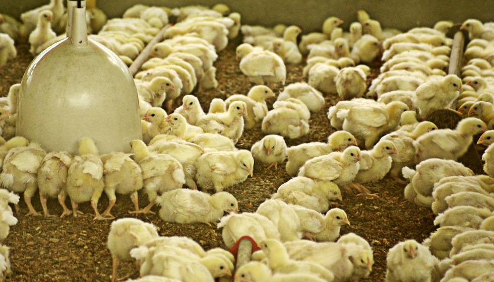 Pollos en una explotacin ganadera