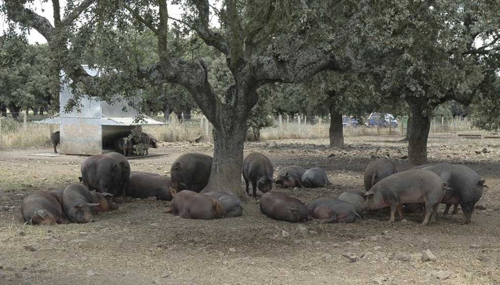 Cerdos ibricos en una zona adehesada