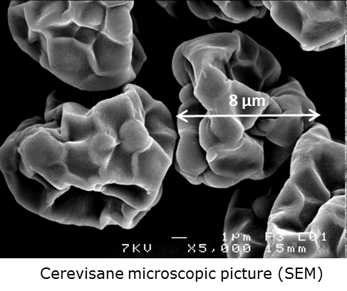 Imagem de Cerevisane obtida com Microscpio Eletrnico...