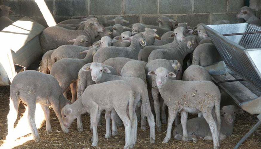 Nave de corderos en una explotacin ovina de Extremadura