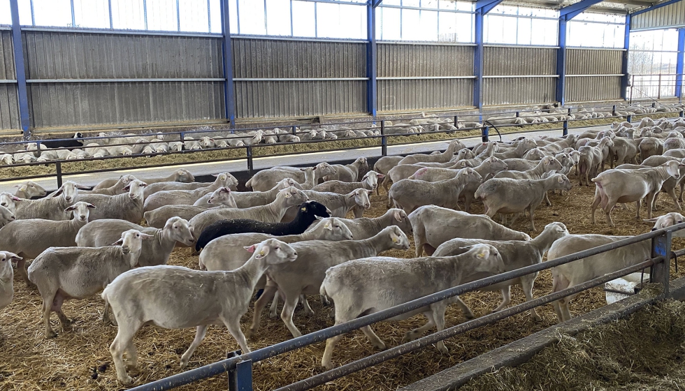 Ovejas de raza Lacaune en una explotación ganadera Ovejas de raza Lacaune en una explotación ganadera