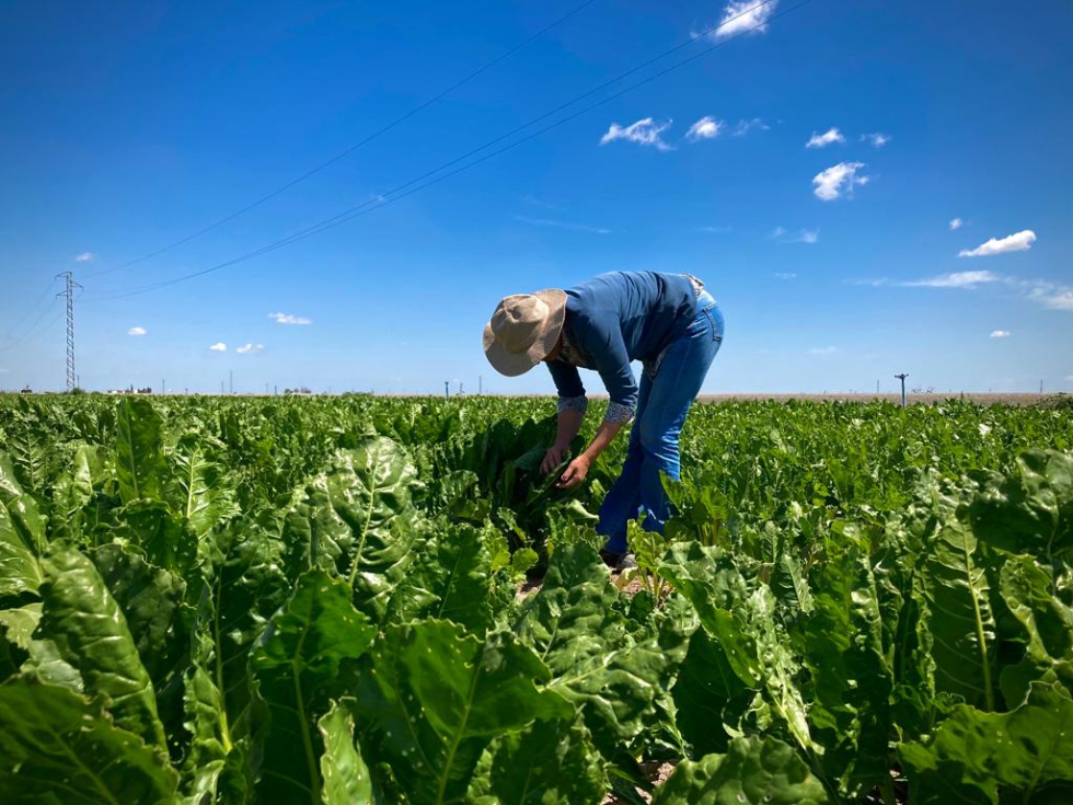 Un tcnico vigila el estado sanitario de la remolacha en una parcela de cultivo en Andaluca. Foto: Azucarera