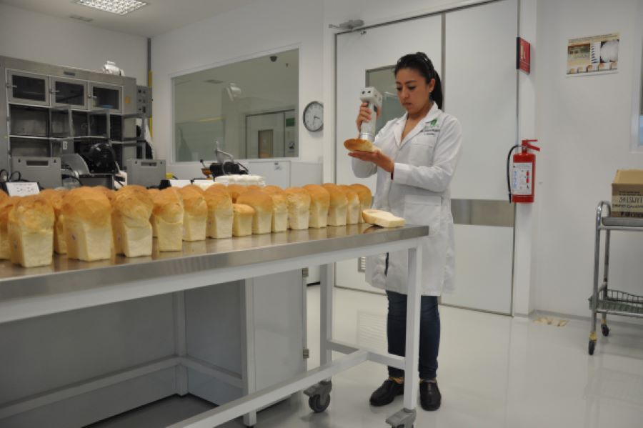 La investigadora Anayeli Morales, del CIMMYT, analizando el color y la calidad de la miga de pan tras la prueba de panificacin en laboratorio...