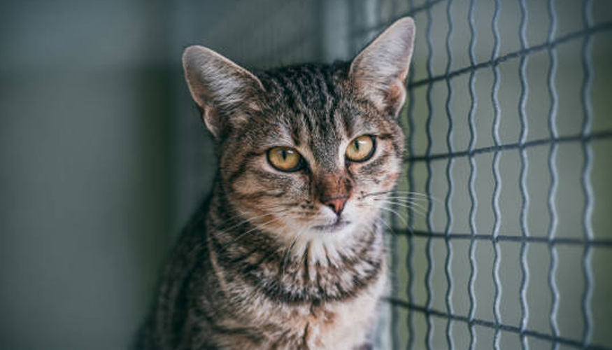 La llegada de gatos a los refugios se redujo un 5%, lo que supone el primer descenso en los ltimos cinco aos