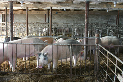 Con la tolva Swing R3, Rotecna presenta su alternativa a la alimentacin en hmedo en granjas porcinas. Foto: Mark Forman...