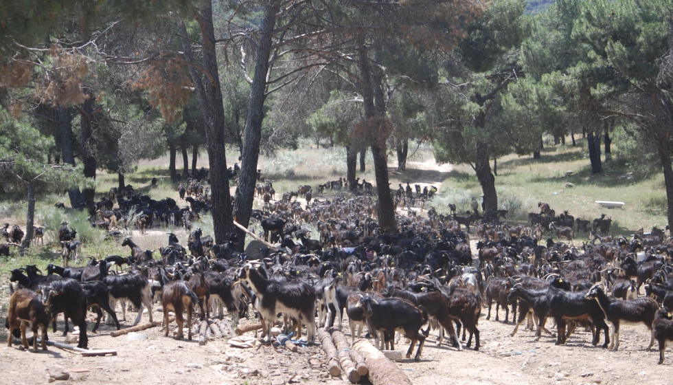 Reba�o de Cabra del Guadarrama
