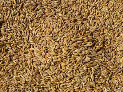 El trigo es uno de los productos que puede generar explosiones en elevadores de grano