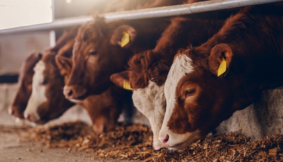El 40% de la actividad ganadera de vacuno de carne se asienta en municipios con riesgo de despoblamiento, y el 87% en municipios rurales...
