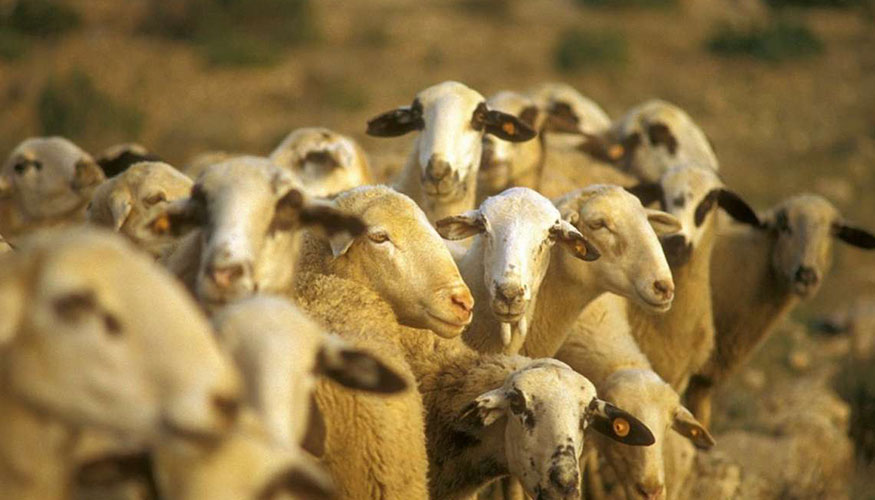 Rebao de ganado ovino en Extremadura