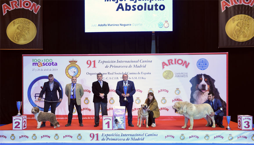 Jueces caninos procedentes de los cinco continentes elegirn, de nuevo, a los mejores perros de raza del mundo, en Madrid...