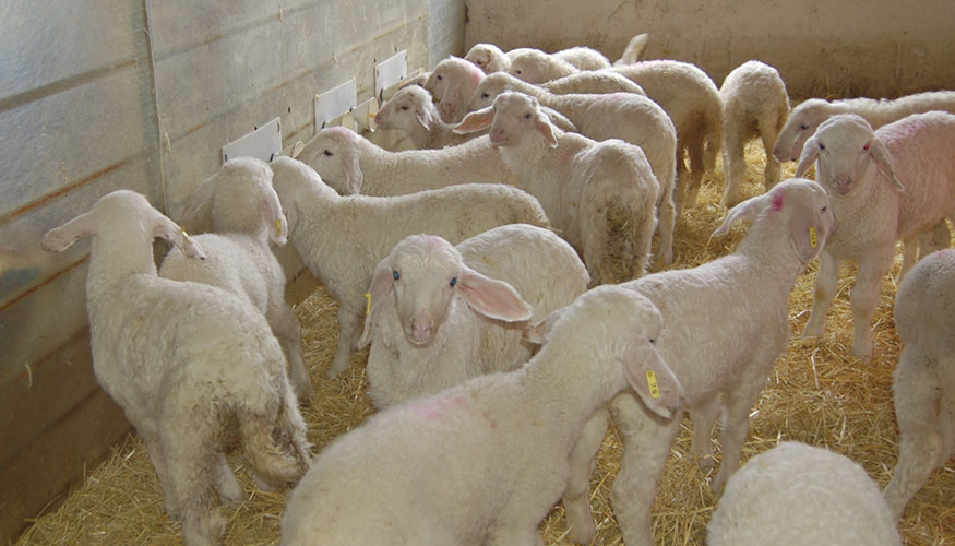 Corderos en una explotacin ovina