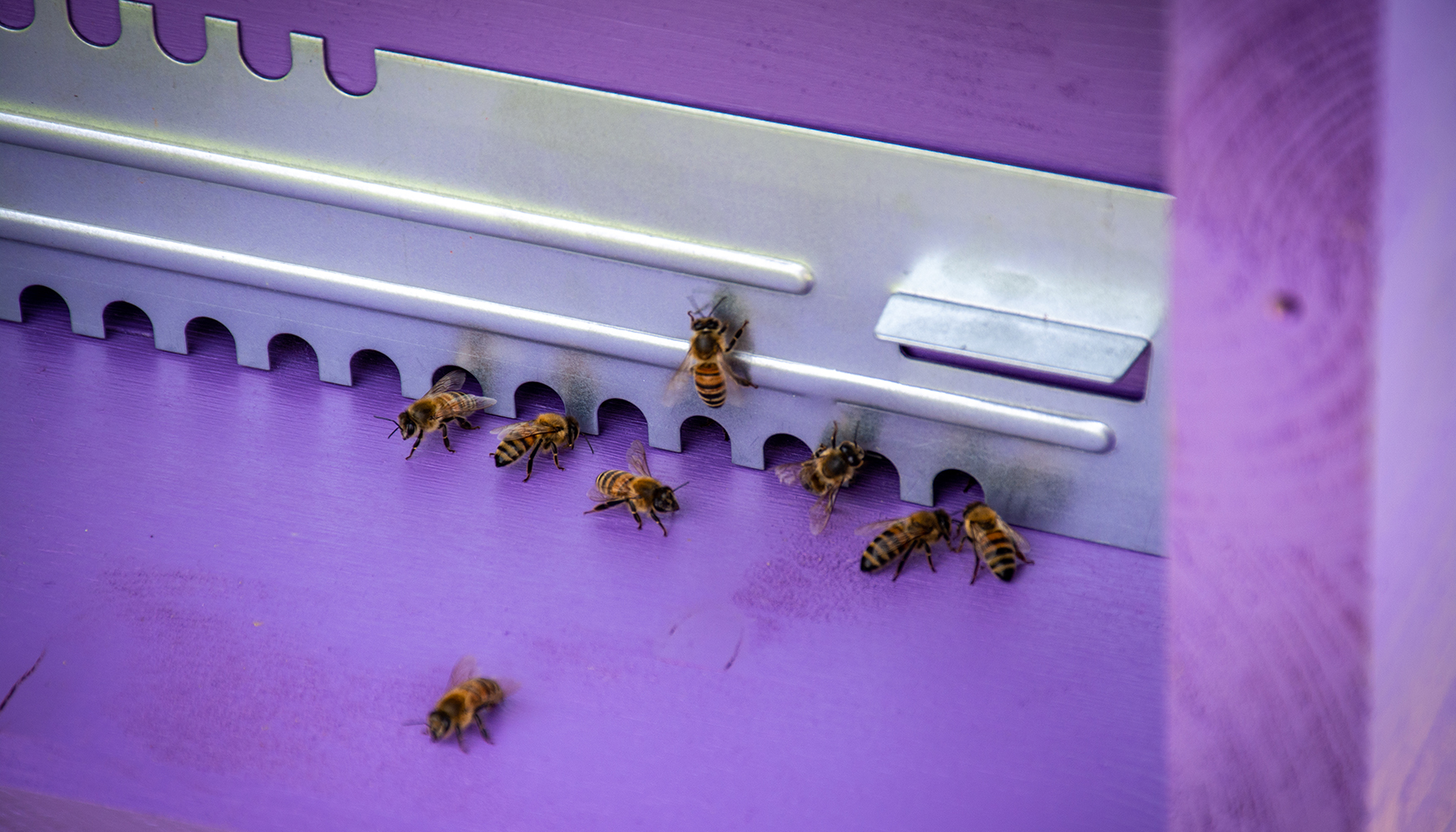 Jekko ha adoptado recientemente unas 20.000 abejas, reproduciendo adems su hbitat en las zonas verdes de la empresa