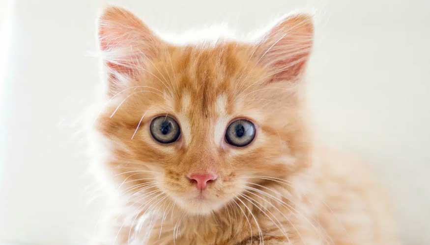 Claves en la alimentación de gatos -