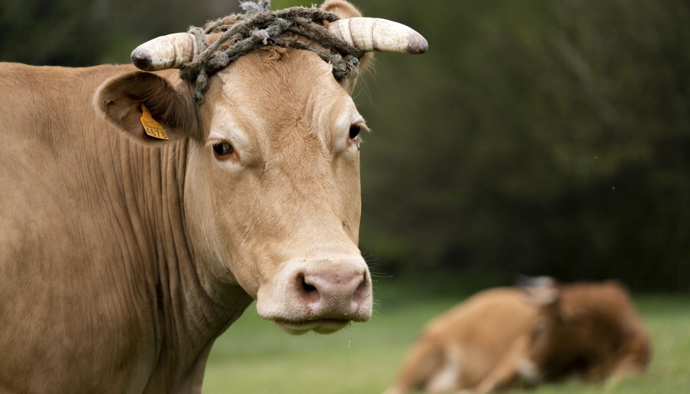 Ejemplar bovino en Galicia