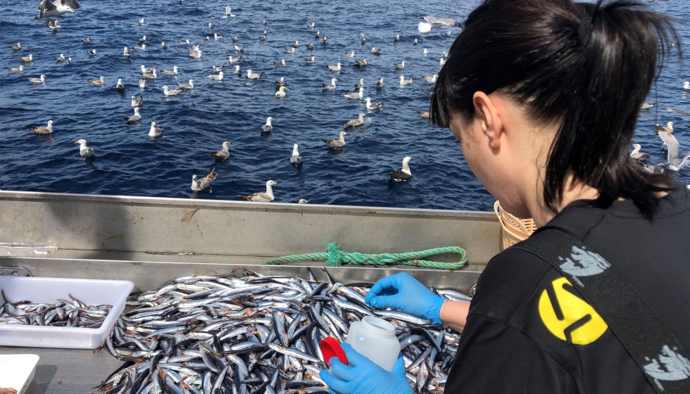 Los datos definitivos de la abundancia del stock de anchoa en el golfo de Bizkaia se obtendrn a finales de 2022 de un anlisis conjunto elaborado...