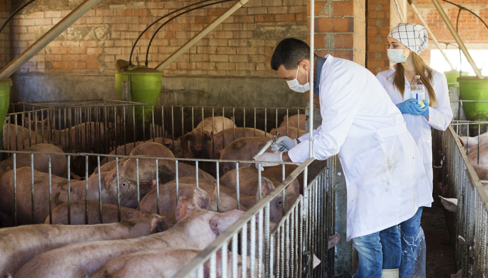 Equipo de veterinarios en una explotacin porcina