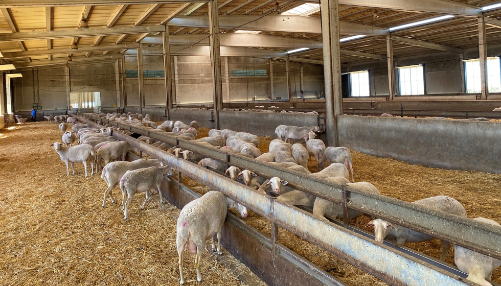 Ovejas de leche en una explotacin ganadera