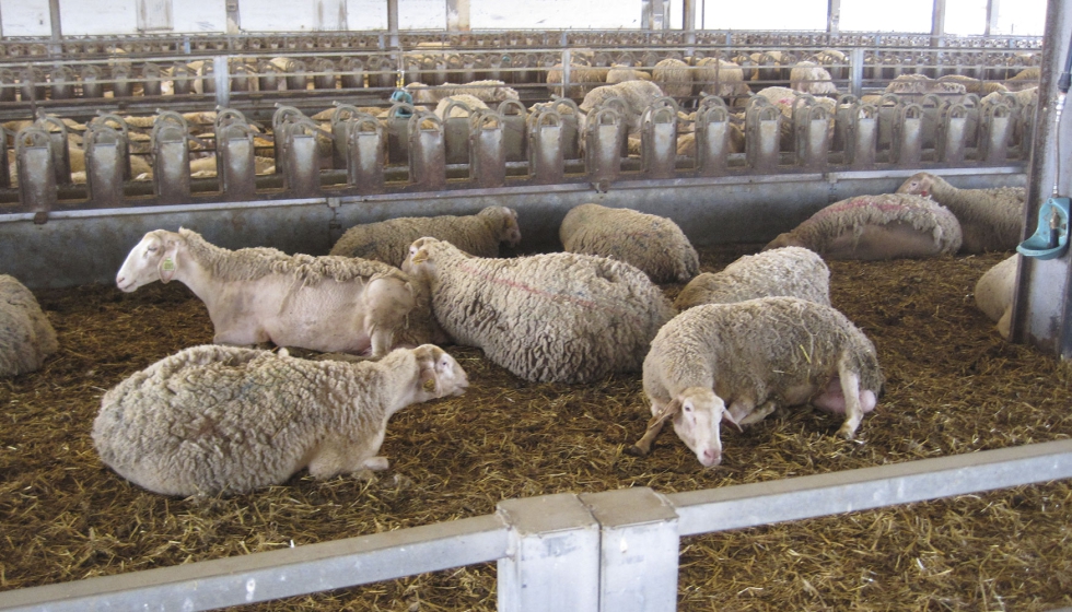 Ovejas de leche de raza Lacaune