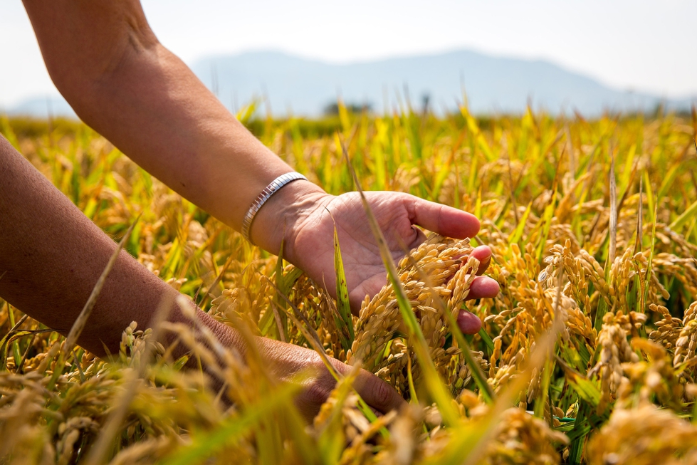 Cultivo de arroz