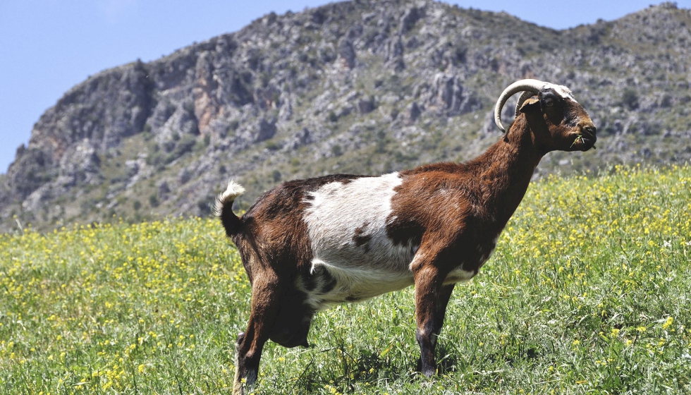 Ejemplar de la raza caprina Payoya