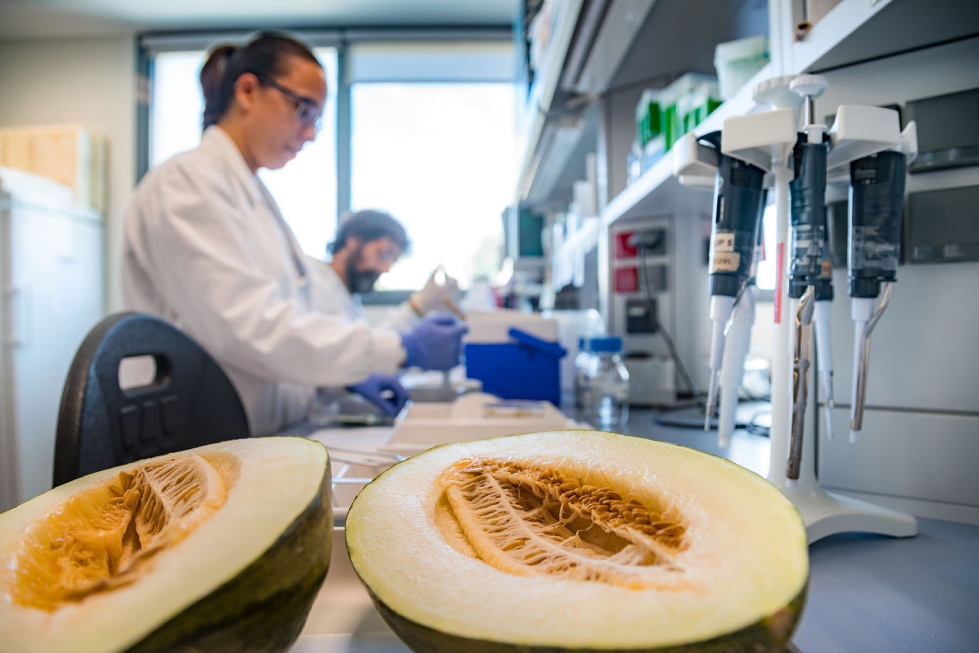 Investigadores trabajando con melones en el CRAG