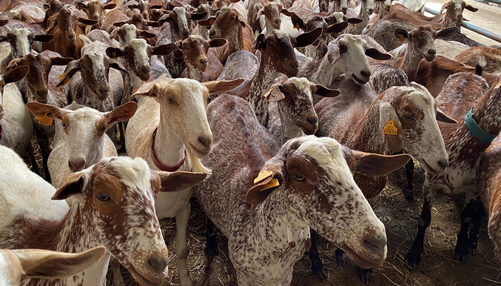 Cabras de raza Florida