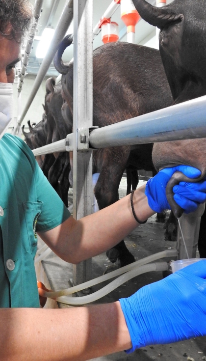 Toma de muestras de leche en reba�o caprino