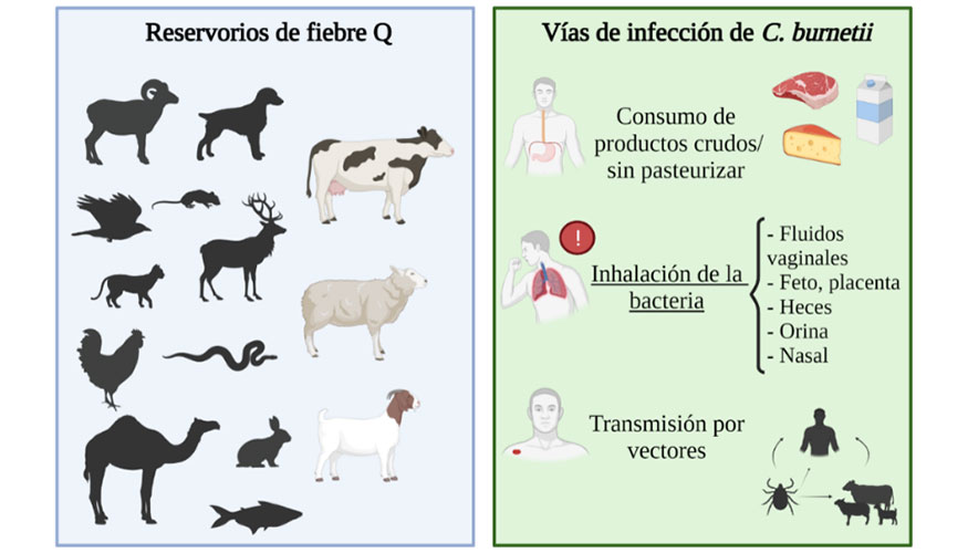 Figura 1. Epidemiolog�a de la fiebre Q (Toledo, R., 2022)