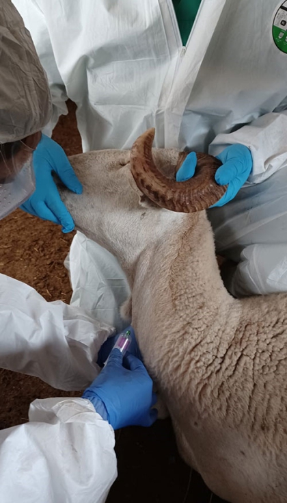 Toma de muestras sangu�neas
