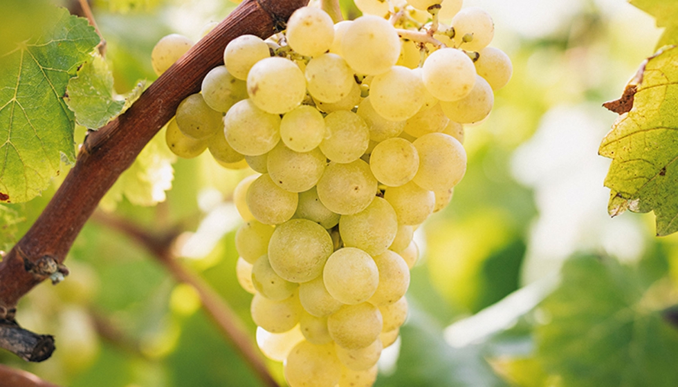 La Macabeo es una de las tres variedades que conforman el triunvirato del Cava y la ms plantada dentro del marco de la denominacin. Foto: DO Cava...