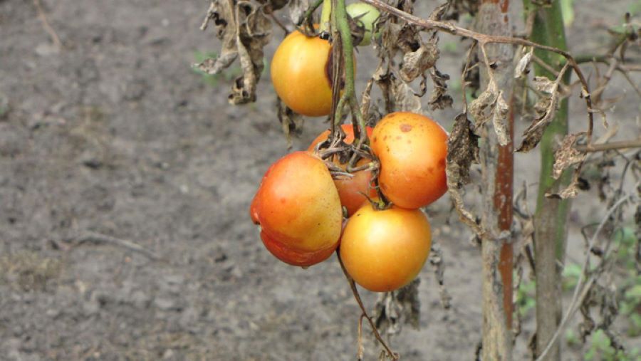 Plantas de tomate enfermas (Imagen de atimedia en Pixabay)