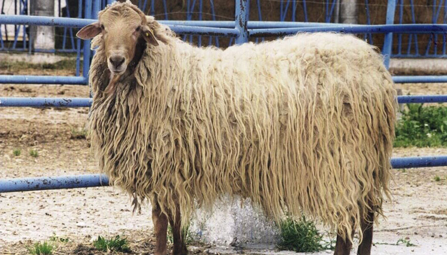 Ejemplar de la raza ovina Rubia del Molar
