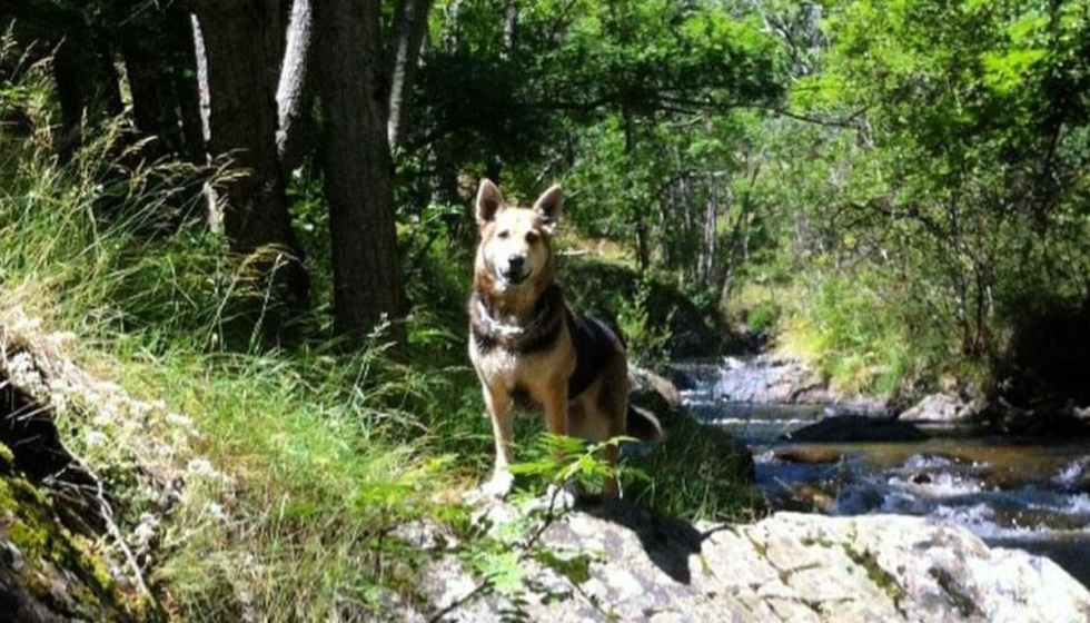 La pandemia ha supuesto una tendencia que apunta a un incremento de la tenencia de perros y a una disminucin del abandono...