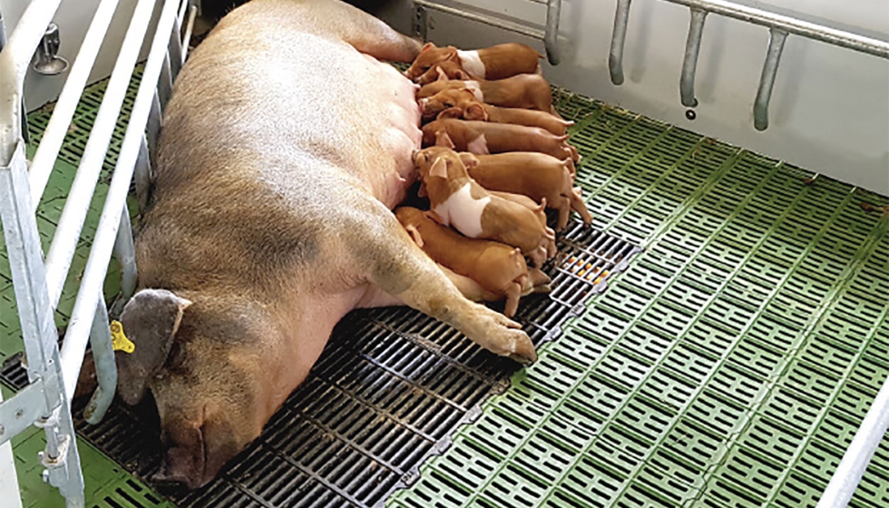 La apuesta por el bienestar animal y la seguridad alimentaria estn relacionadas directamente con la sanidad y salud de los cerdos...