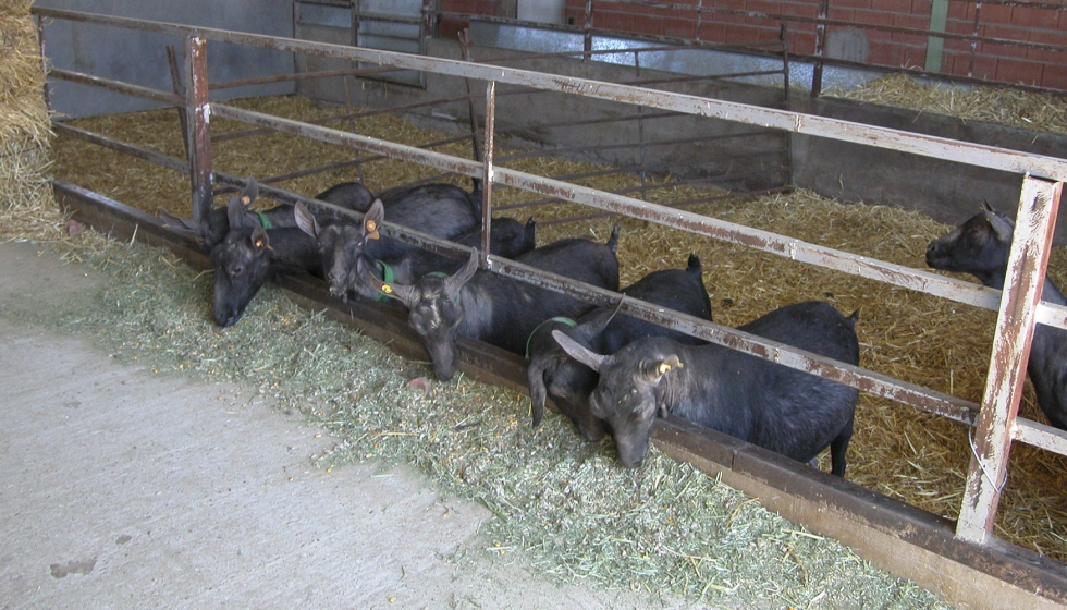 Leche de cabra: una oportunidad de mejora en la calidad de vida de