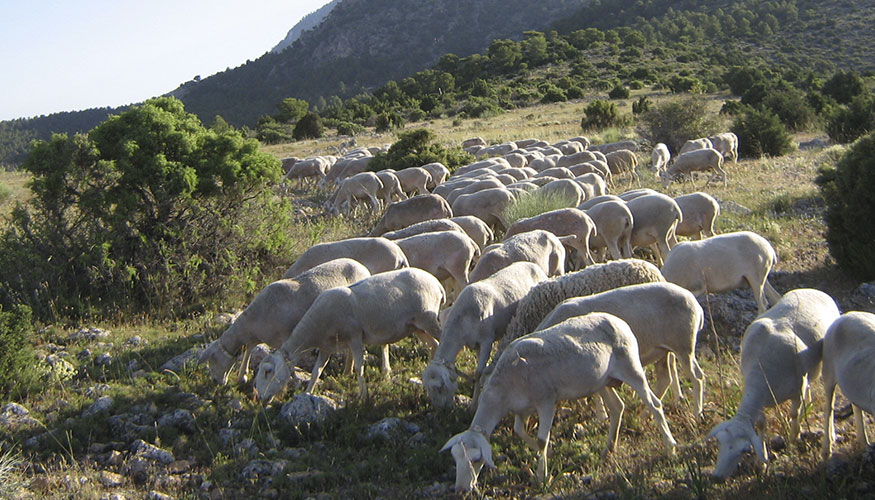 Pastoreo de un rebao de la raza ovina Segurea
