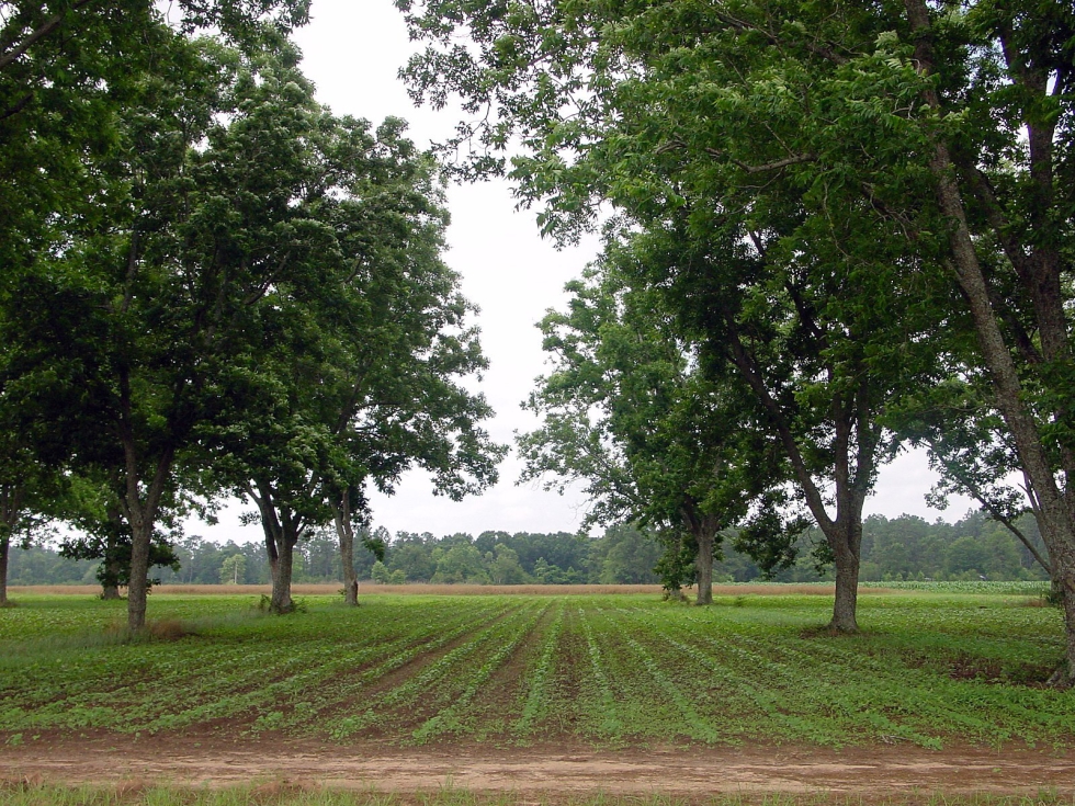 Sistema de agroforestera donde se combinan los rboles con los cultivos herbceos. Fuente: National Agroforestry Center, CC-BY...