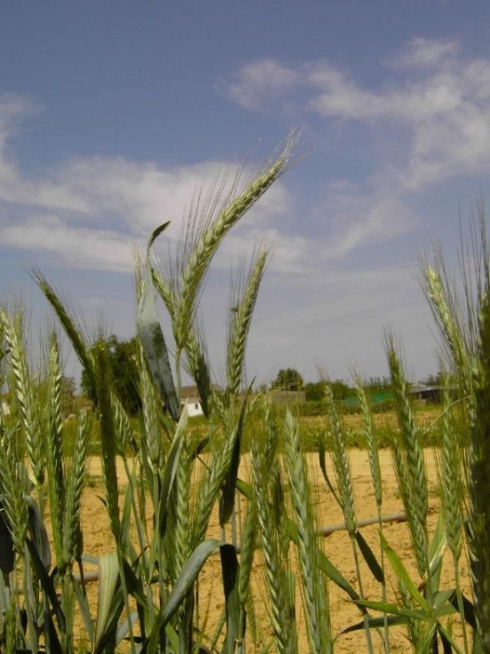 Fotograf�a 1. Espigas de triticale fuera de tipo por la altura de la planta